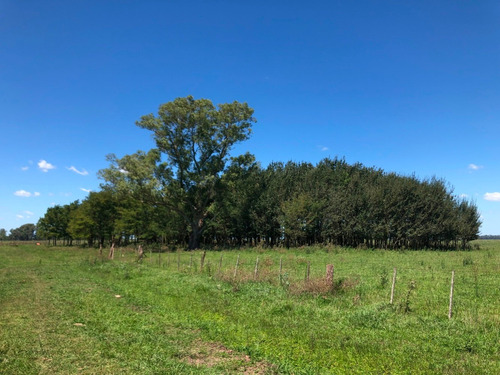 Imagen 4 de 5 de Campo De 84 Ha - Loma Verde