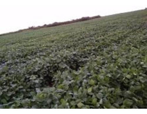 Imagen 6 de 7 de Se Vende Campo Mixto De 5060 Has En Bandera,santiago Del Estero