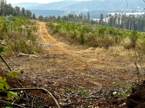 Excelente Campo De 160 Has / Cuarta Faja Gorbea