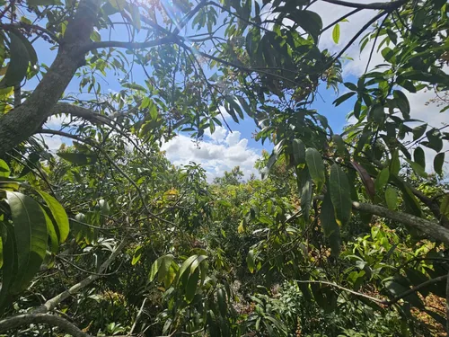 Oportunidad De Inversión Se Vende Finca En El Espinal,tolima