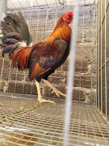 Gallos De Pelea (Usado)