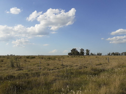 Imagen 4 de 21 de Campo Ganadero En Roque Perez Muy Bien Ubicado A 15 Km Del Asfalto