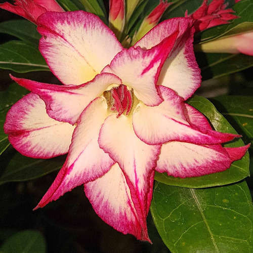 20 Sementes Selecionadas Rosas Do Deserto Adenium Premium.