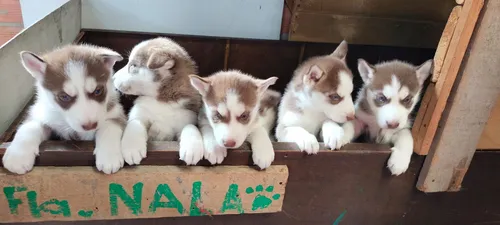 Husky Siberiano Macho De Pelaje Colorido, Bogotá D.c