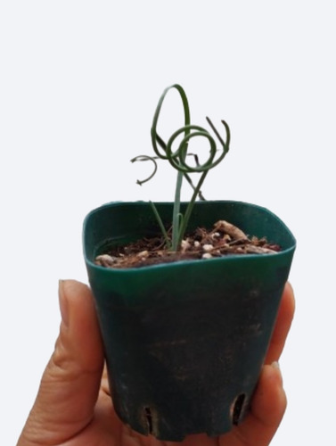 Suculentas De Colección Suculenta Africana - Albuca Spiralis