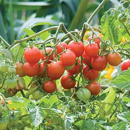 Burpee 'novia Del Patio' | Rojo Tomate Cherry | 10 Semillas.