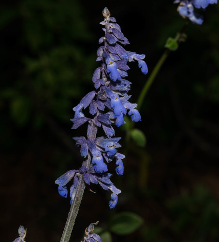Salvia Lavanduloides - Semillas