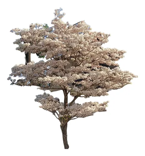 comprar Árboles De Lapacho Blanco Híbridos 