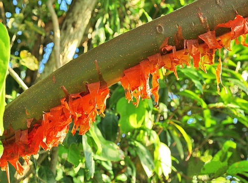 Bursera Simaruba Copal, Bonsai 10 Esquejes Para Plantar