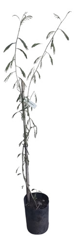 Ñapinda - Acacia Bonariensis- Cercos Nativos