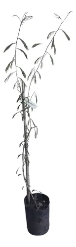 Ñapinda - Acacia Bonariensis- Cercos Nativos