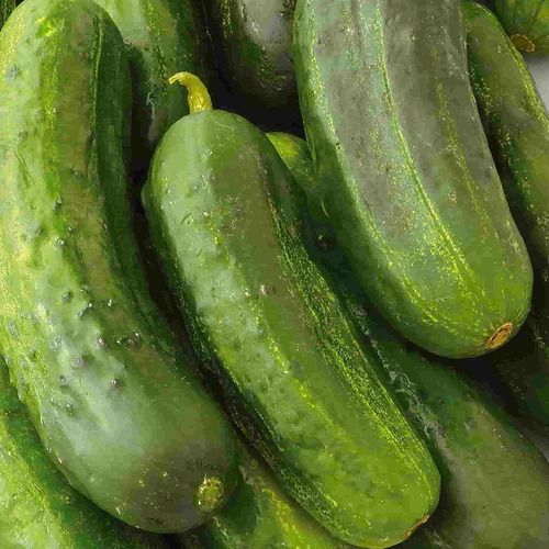 30 Semillas De Pepinos Para Encurtidos Y Pickles National