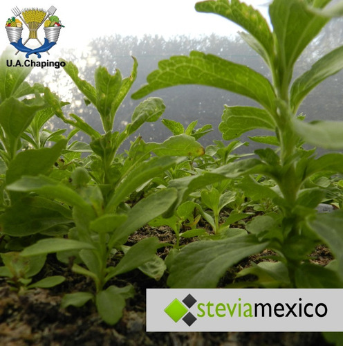 Imagen 3 de 10 de Stevia Orgánica Pulverizada En Bolsa Con 40g -- Envio Full--