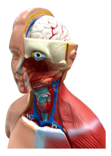 Modelo Anatomico Torso De 45cm Bissexual/assexuado 25 Partes