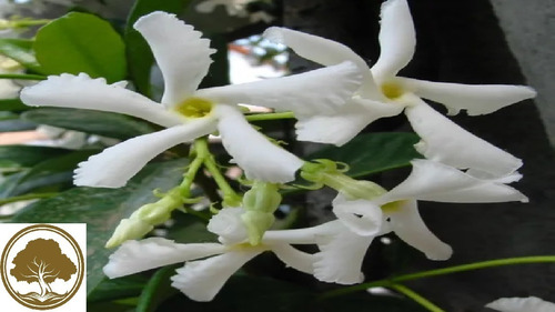 Imagen 1 de 3 de Jazmin Helice - Planta 40cm Jasmin De Aroma Enredadera