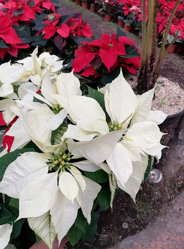 Planta Nochebuena 6 Pulgadas (premium) | Meses sin intereses Planta Nochebuena 6 Pulgadas (premium) | Meses sin intereses