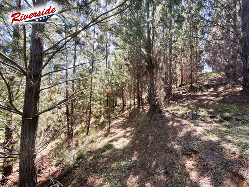 Parcela Con Gran Bosque, Ideal Para Refugio, Bucalemu