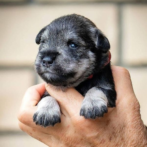 Schnauzer Mini Sal Y Pimienta Hembra Primavera Lidia Sico