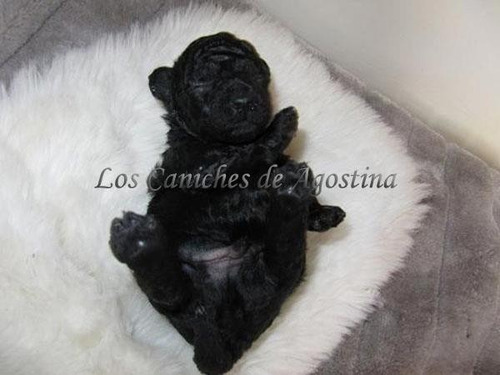 Caniches Miny. Negras