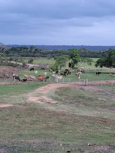 Imagen 12 de 14 de Se Vende Finca Jusepin Edo Monagas Ve01-1458ju-rcor