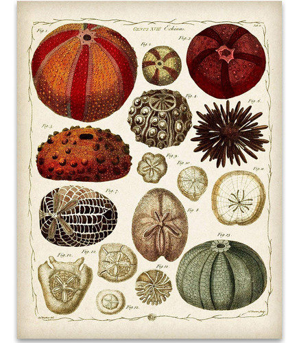 Ilustraciones De Erizos De Mar De Ernst Haeckel  Impres...