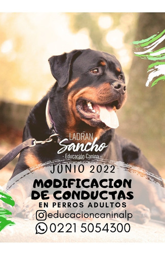 Imagen 1 de 5 de Adiestramiento Canino Profesional La Plata