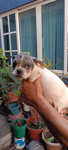 Perros Bulldog Cachorros 