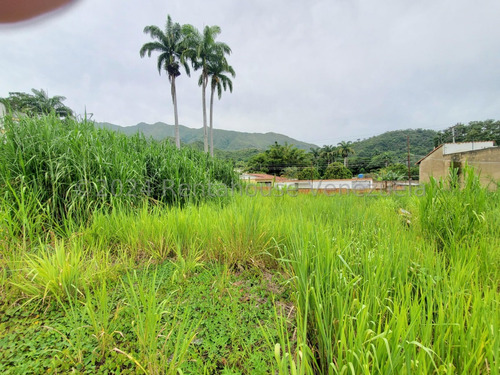 Amplio Terreno En Venta En El Piñal El Limon Zona De Montaña Excelente Precio Negociable Listo Para Firmar Estef 24-25170