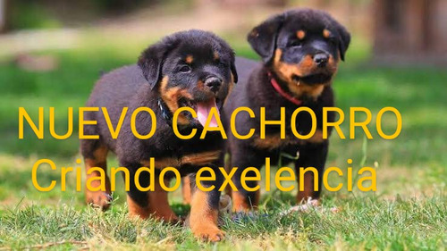 Rottweiler Cachorros R1