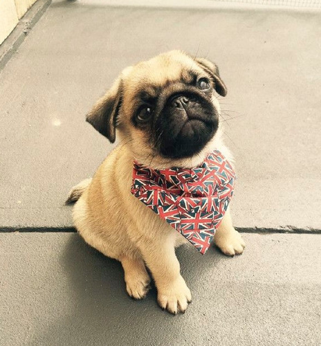 Bonitos Pug Cachorros Hermosos