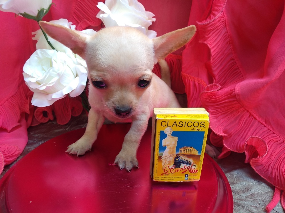 Cachorra Chihuahua Tacita O Mini Bolsillo Ojos Azules