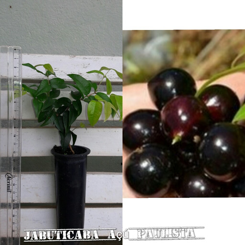 Kit Com 5 Variedades De Jabuticaba - Para Colecionadores