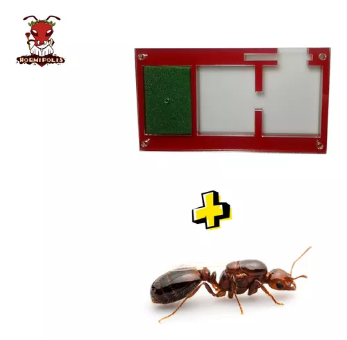 Hormigas Reina Vivas Cosechadoras Rojas