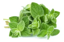 Comprar Sobre Para Sembrar 50 Plantas De Hierba Aromatica Oregano 