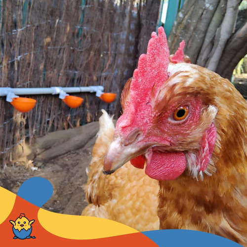 U, Bebedero Para Patos Regaderas Para Aves Corral 5pcs Vasos