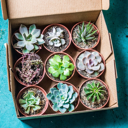 Imagen 4 de 4 de Box Regalos Día De Las Madres, Recuerdos Vivos Cactus Y Sucu