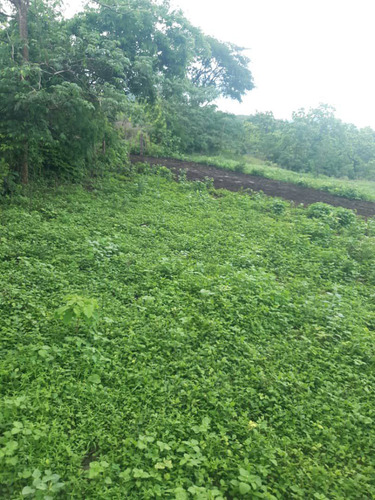 En Venta Finca En San Carlos Cojedes Asesor Carlos Daniel