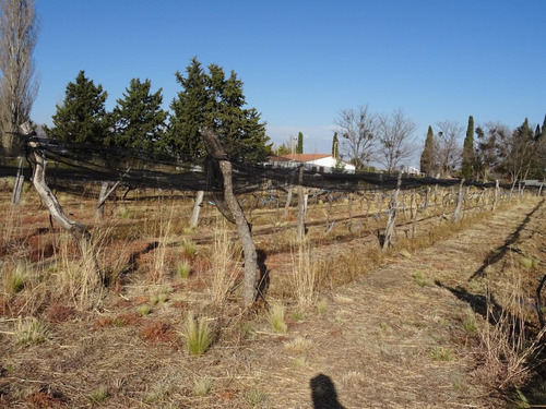 Imagen 8 de 30 de Espectacular Campo Con Loteo, House Restaurante Y Viñedos