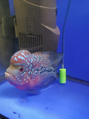 Peces Flowerhorn Kamfa Macho 18 Cm