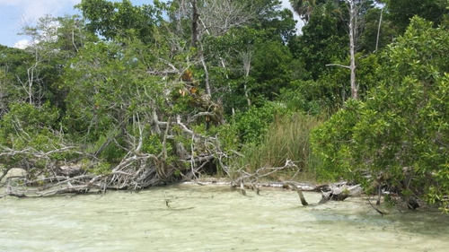 Imagen 6 de 15 de Increíble Lote En Venta Con 270 M Lineales De Laguna De Bacalar C1314