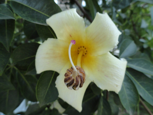 Palo Borracho Blanco Yuchan Ceiba Chodatii Árbol Nativo