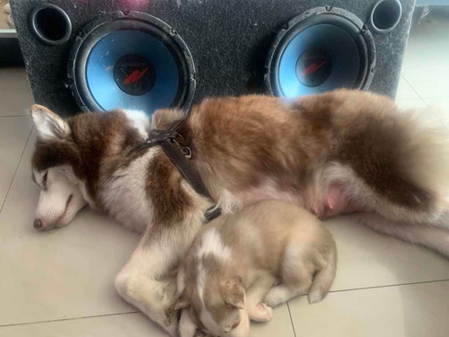 Imagen 5 de 6 de Monta Huskie - Alaska Ojos Celestes