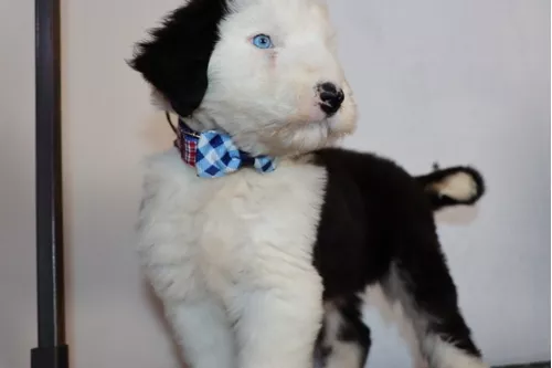 Cachorros Viejo Pastor Inglés 