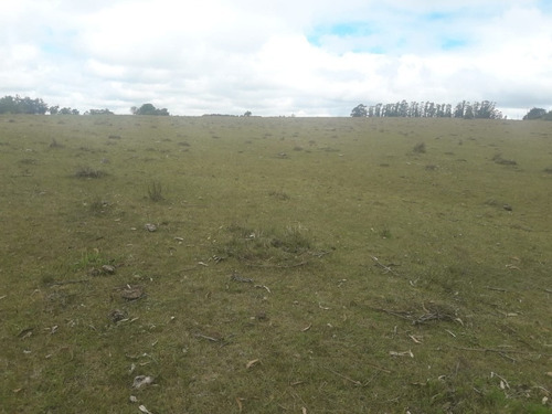 Campo De 12 Has En Paraje José Ignacio. Consulte !!!!!- Ref: 1372