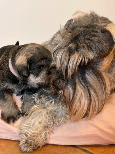 Schnauzer Mimi Hembra: Encanto Y Compañía Ideal Sal Y Pimienta