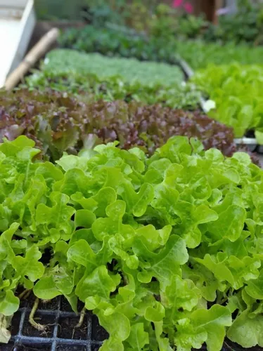Huerta Orgánica Cajón 28 Plantines De Estación Ó Aromáticas