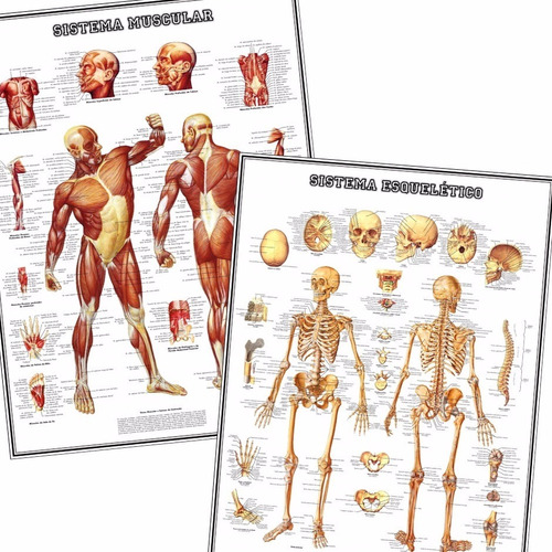 Kit 2 Posters Esqueleto + Músculos 60x80cm Para Decorar Casa Sala Consultório Clínica - Plastificados