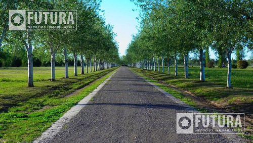 Imagen 14 de 19 de Terreno En Venta En Barrio Privado Pinares Del Sur Lote 63