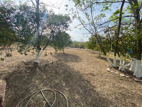 Loma Prieta
