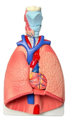 Figura Anatómica De Pulmones Corazón Y Traquea